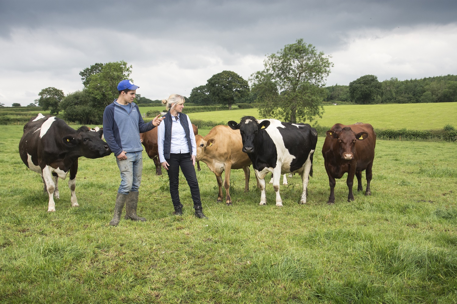 Dairy farmers Justine and Graham Worsey standing among their cattle in a field